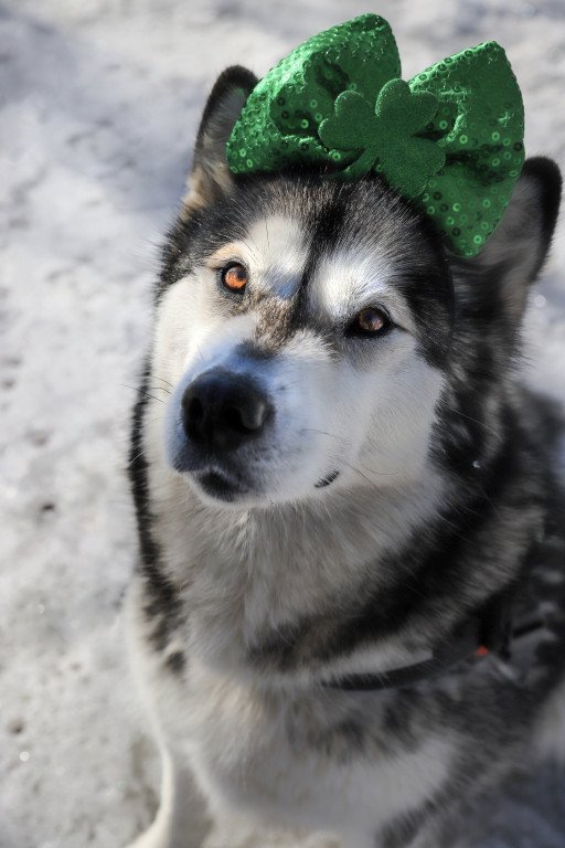 The Enchanting World of Cute Siberian Huskies: An In-depth Guide