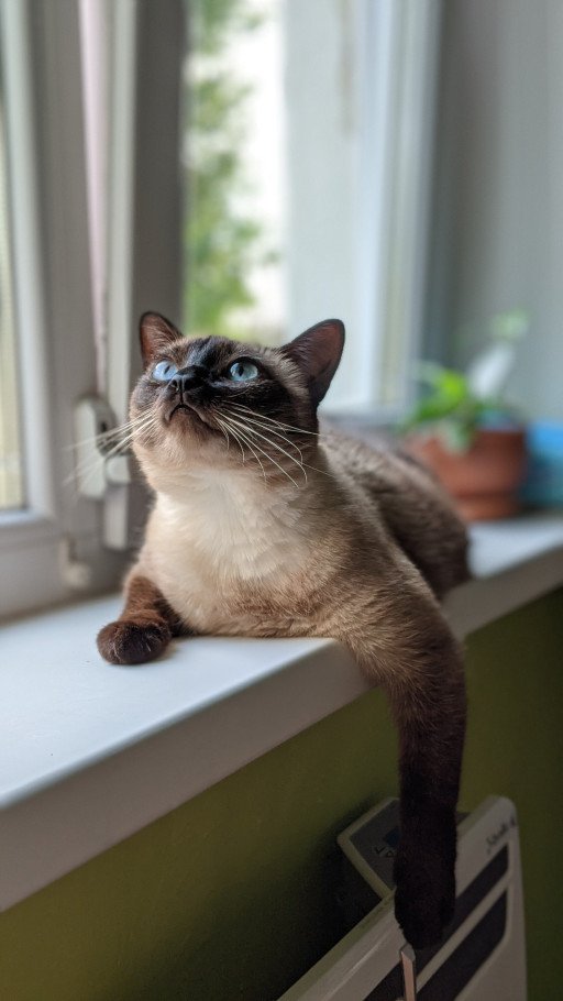 Understanding the Comprehensive Costs of Owning a Siamese Cat