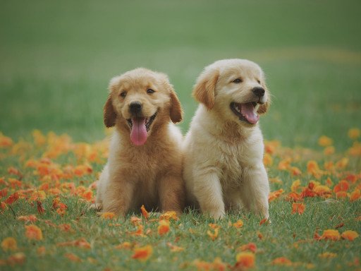 Ultimate Guide to Golden Retriever Dogs: Care, Training, and Companionship