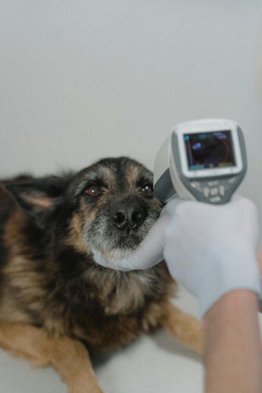 The Comprehensive Guide to Tech-Savvy Canines: Embracing Technology in Dog Care