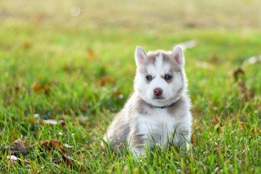 The Ultimate Guide to the Little Husky Breed: Characteristics, Care, and Compatibility