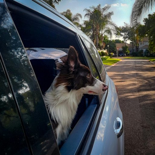 The Ultimate Guide to High Tech Dog Doors: Enhancing Convenience and Security for Your Furry Friends